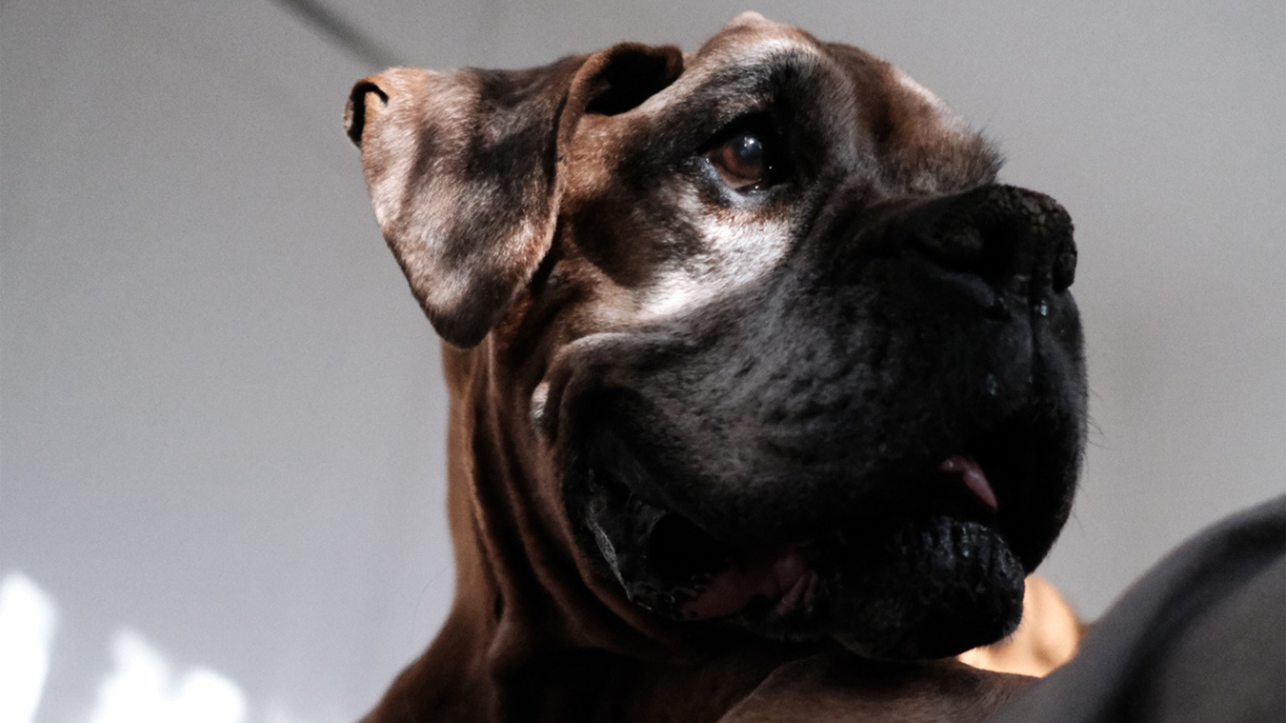 Bóxer descansando con la cabeza apoyada en la cama