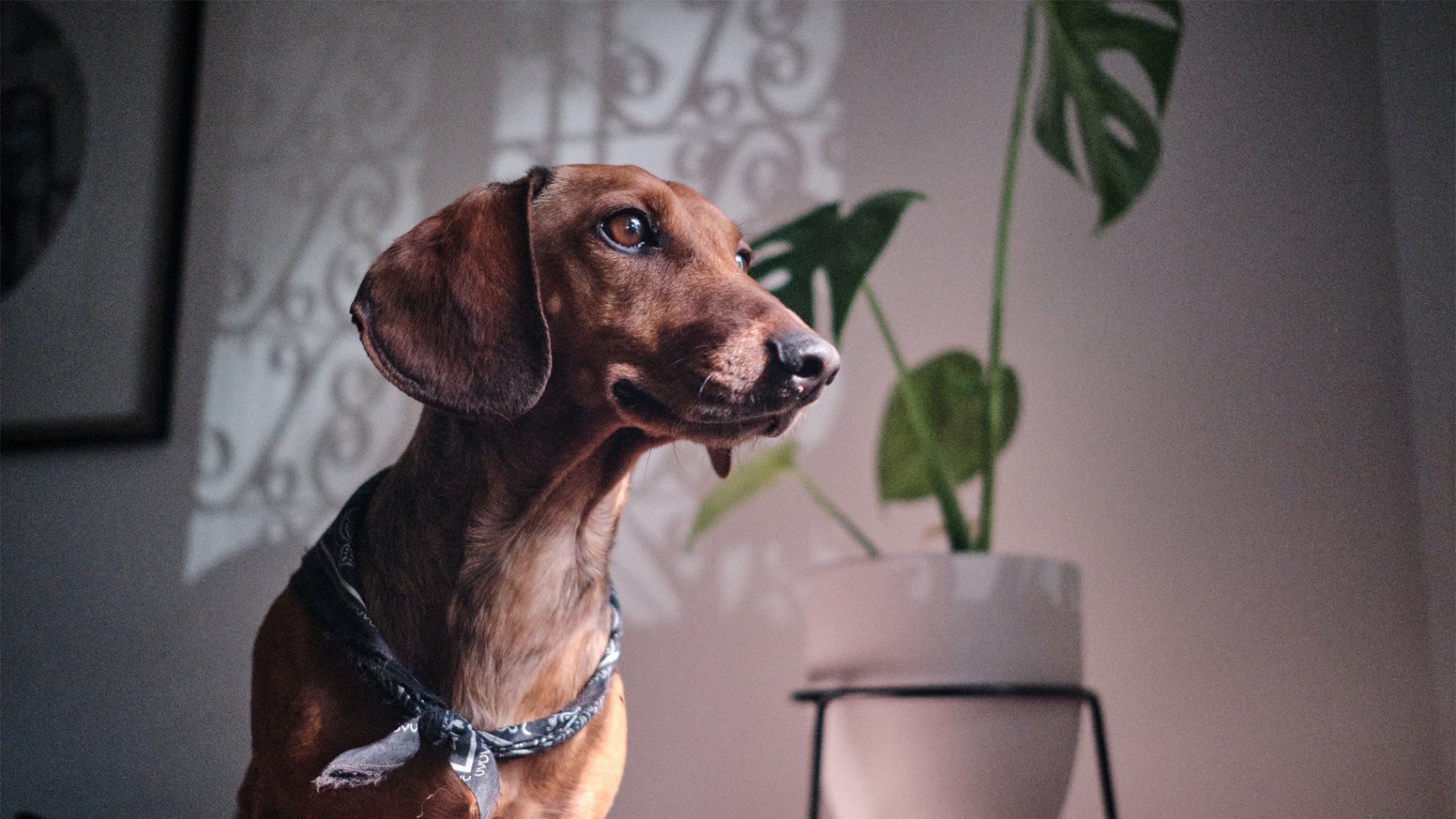 Retrato de dachshund con pañuelo mirando hacia la luz