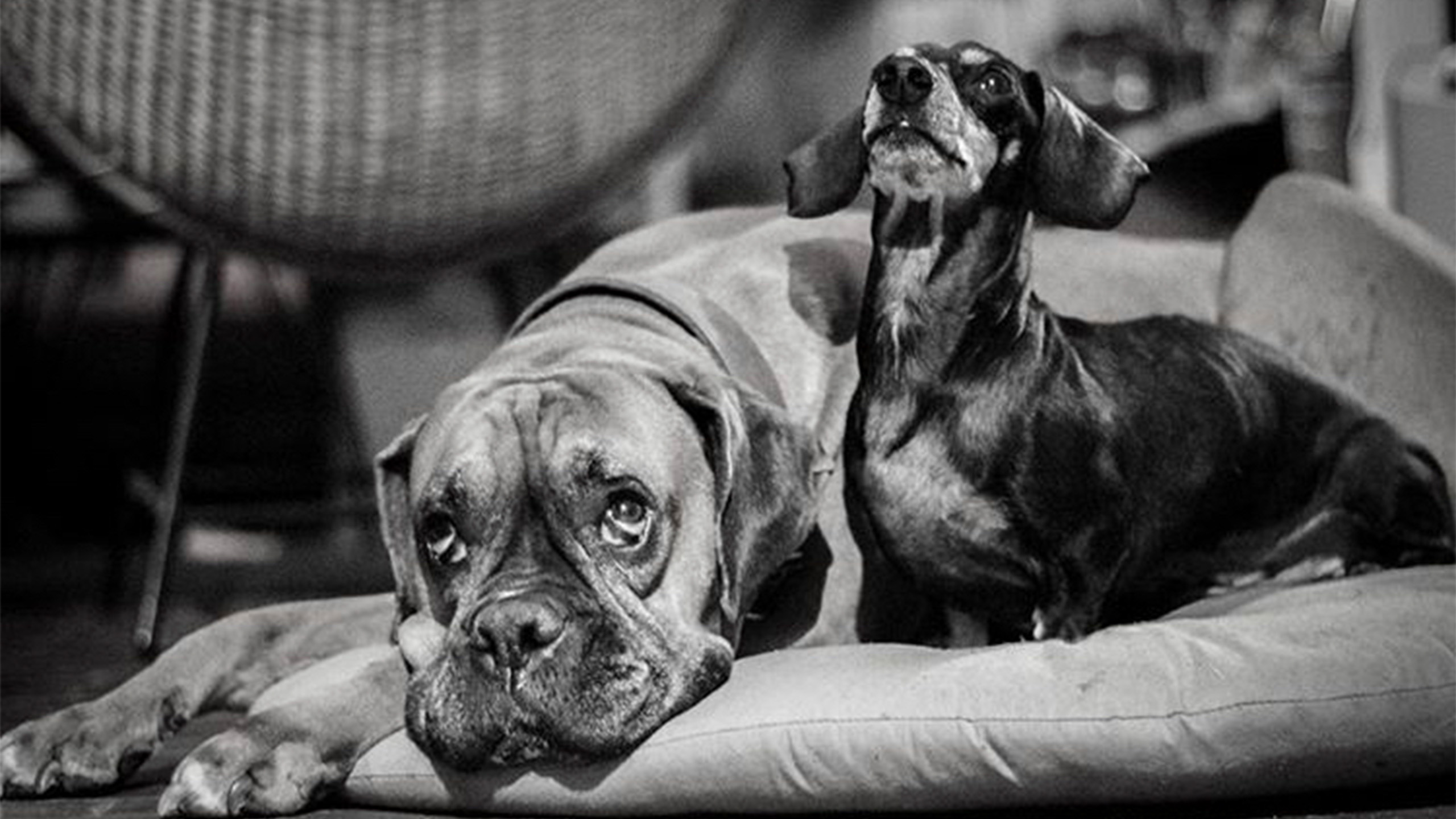 Bóxer y dachshund juntos en blanco y negro