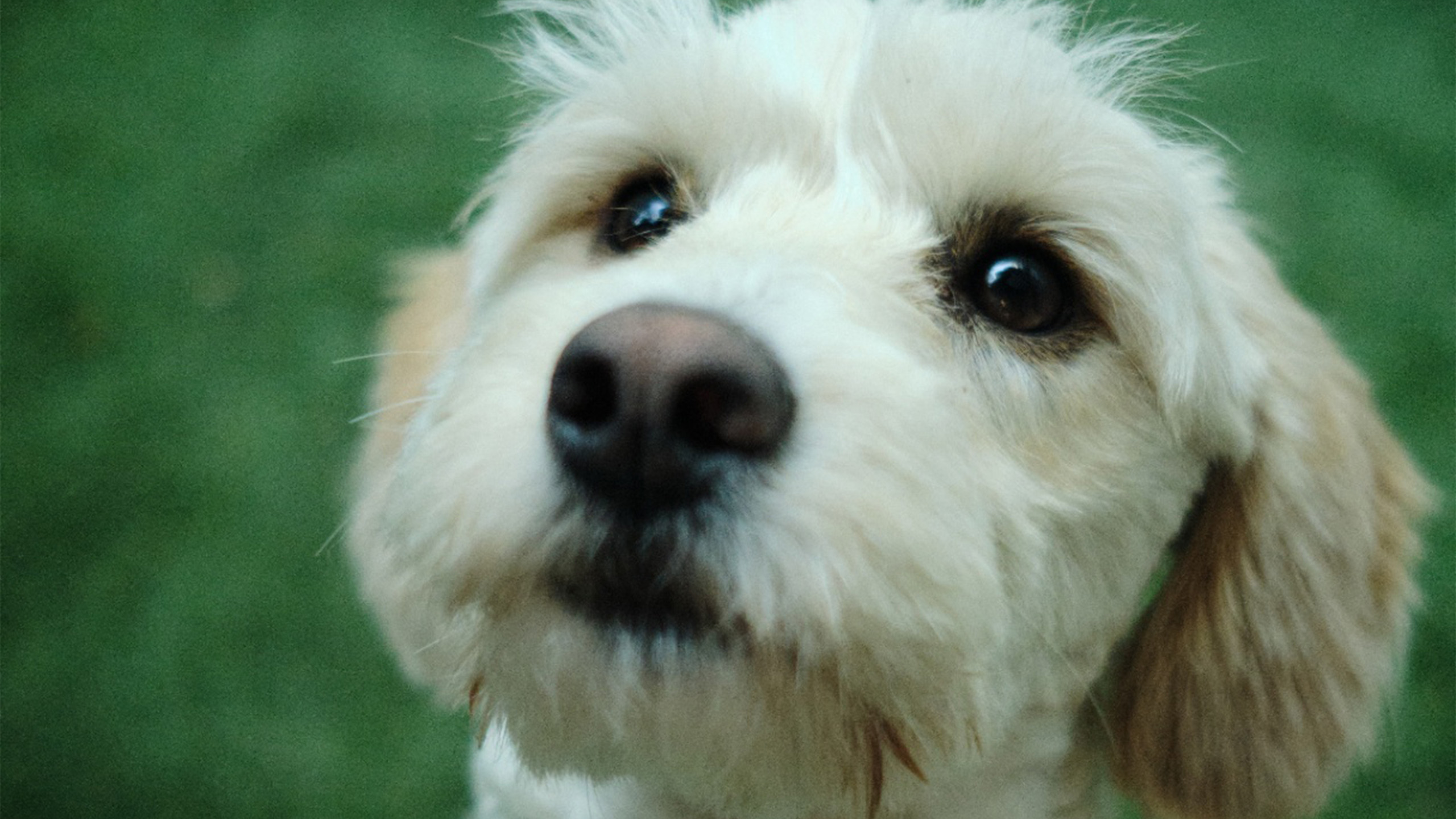 Perrito blanco con la cabeza ladeada en el pasto