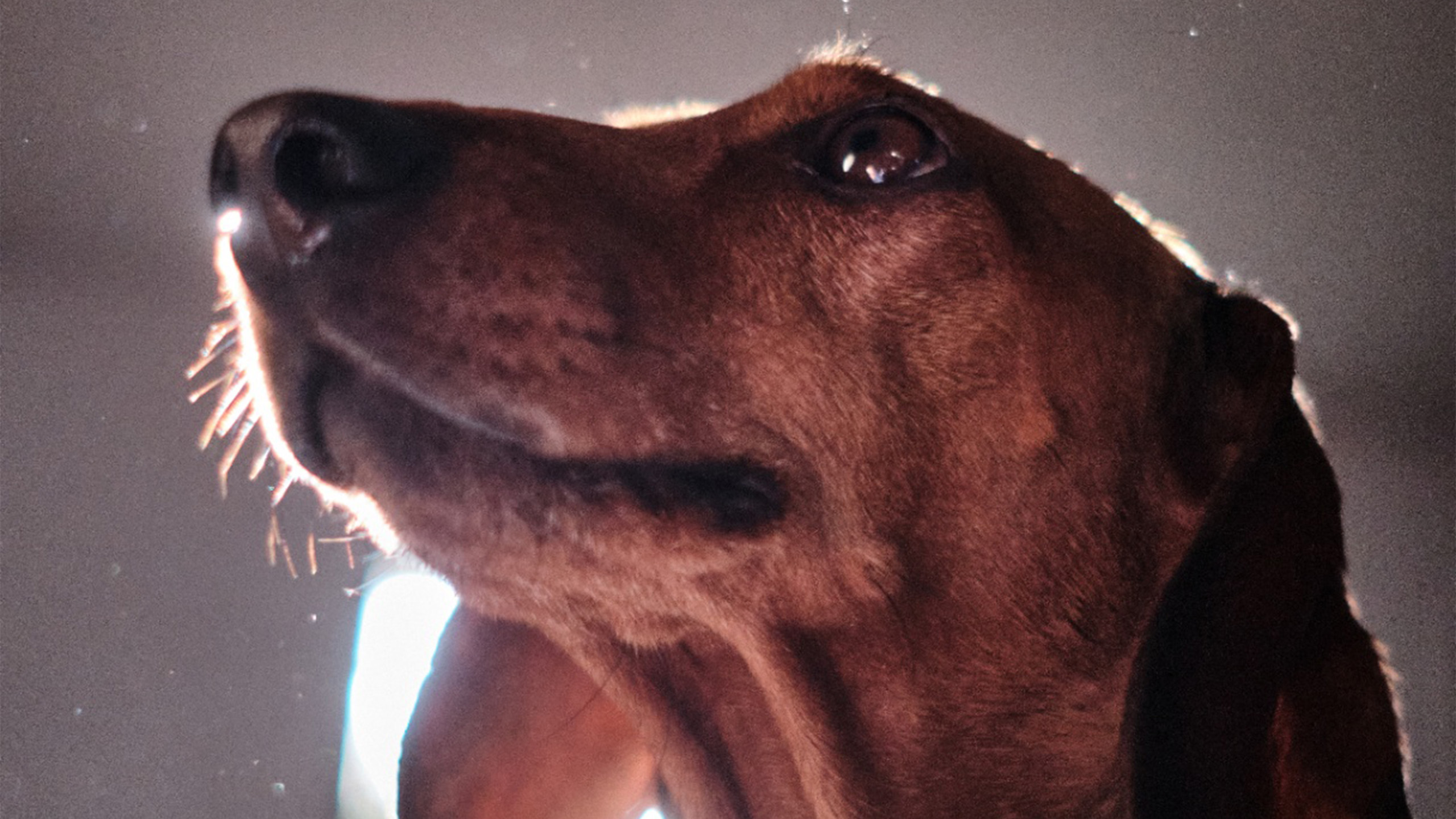 Primer plano de dachshund con fondo de ventana iluminada
