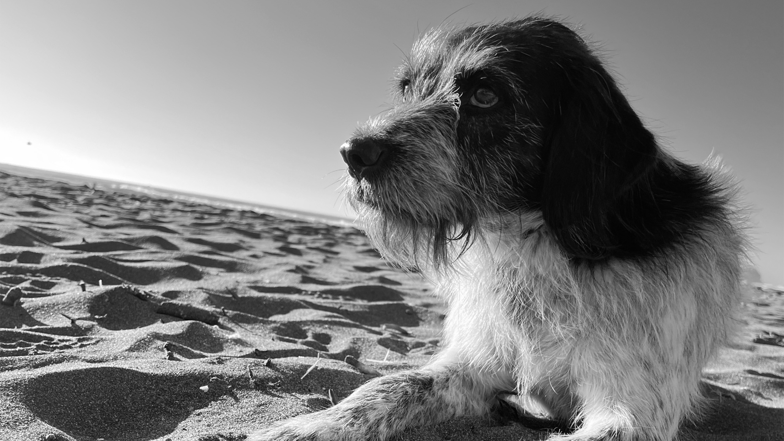 Perro peludo en blanco y negro descansando en la playa