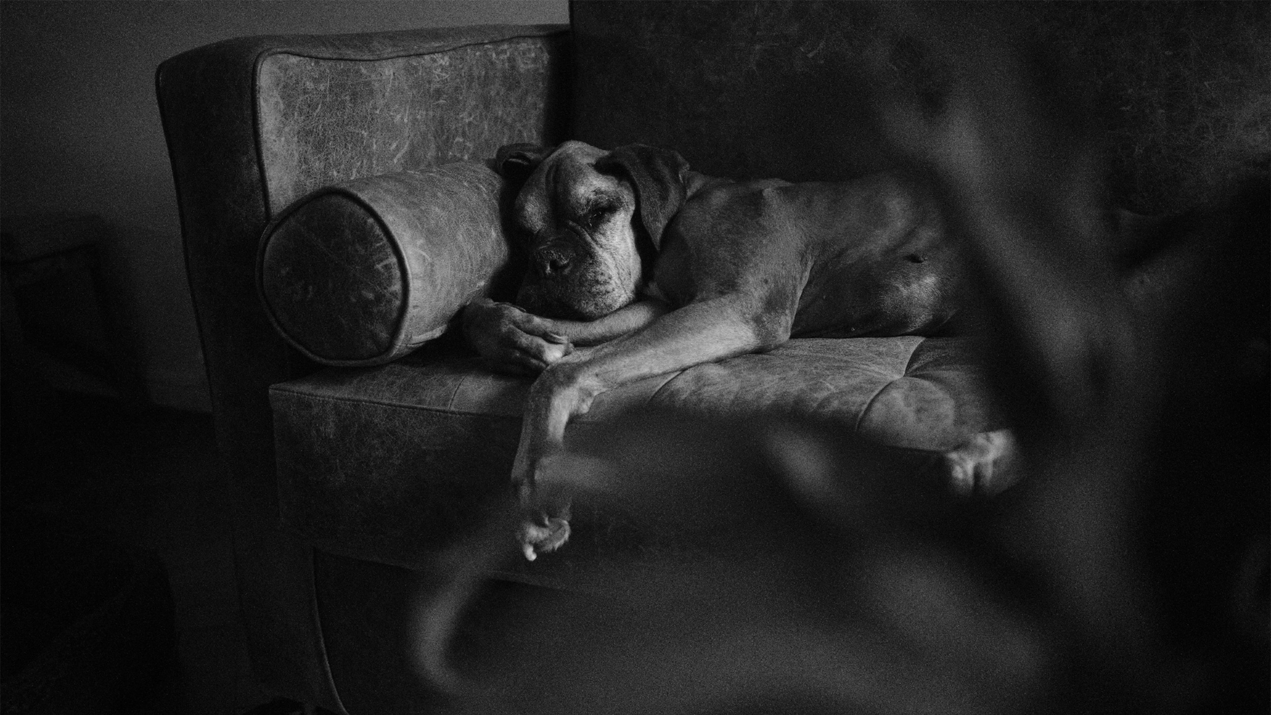 Bóxer dormido en un sillón de cuero