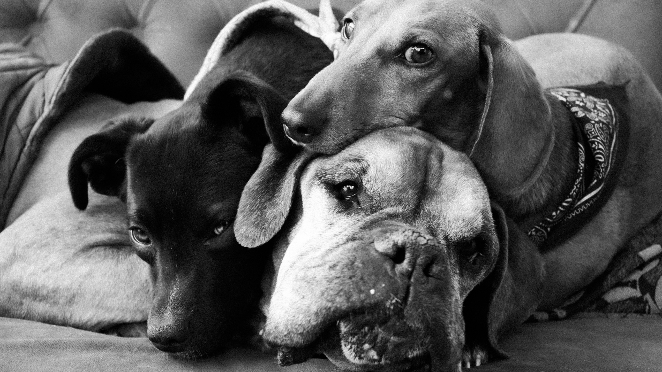 Tres perros acurrucados juntos en el sofá
