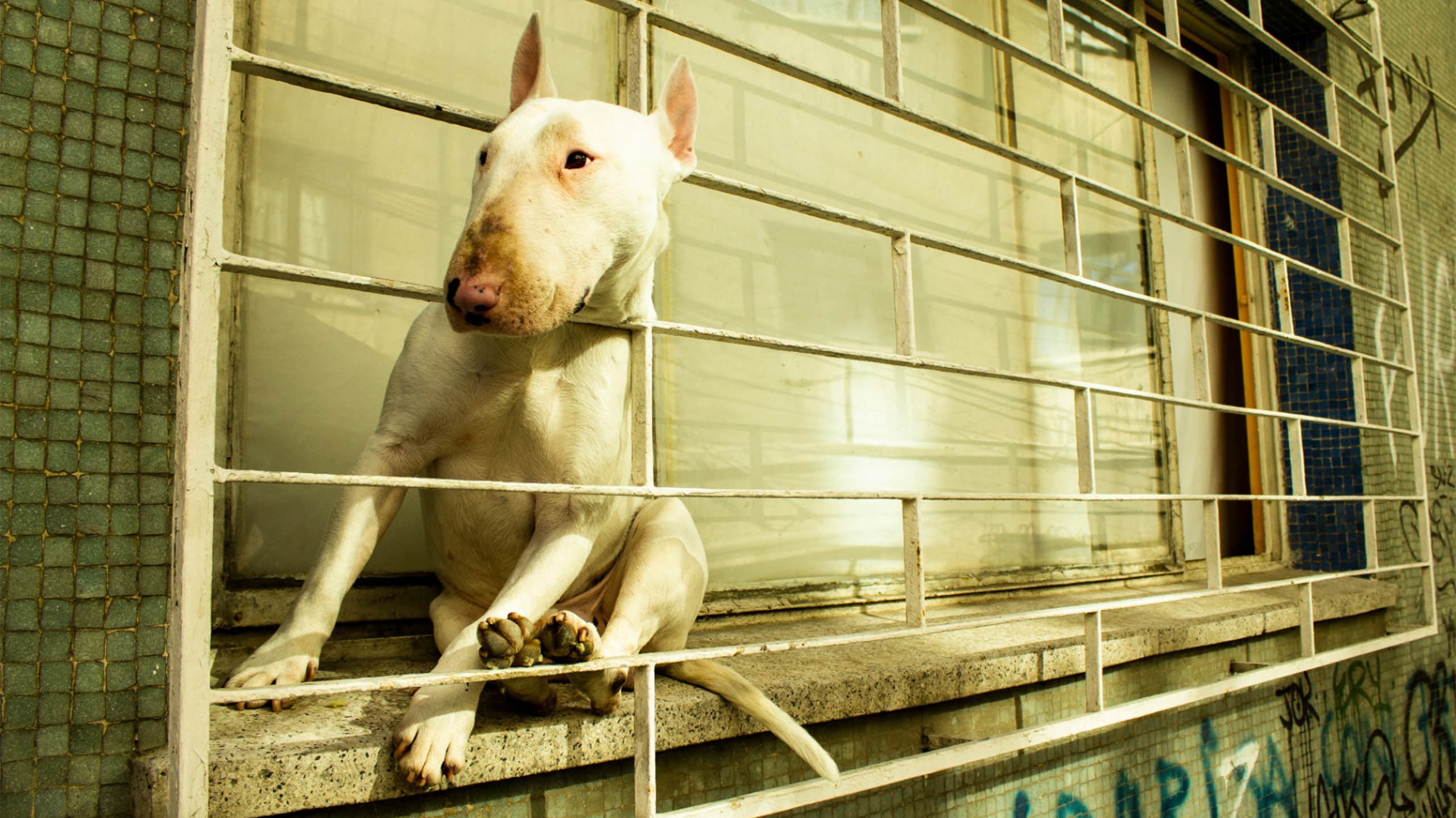 Bull terrier asomado a una ventana enrejada