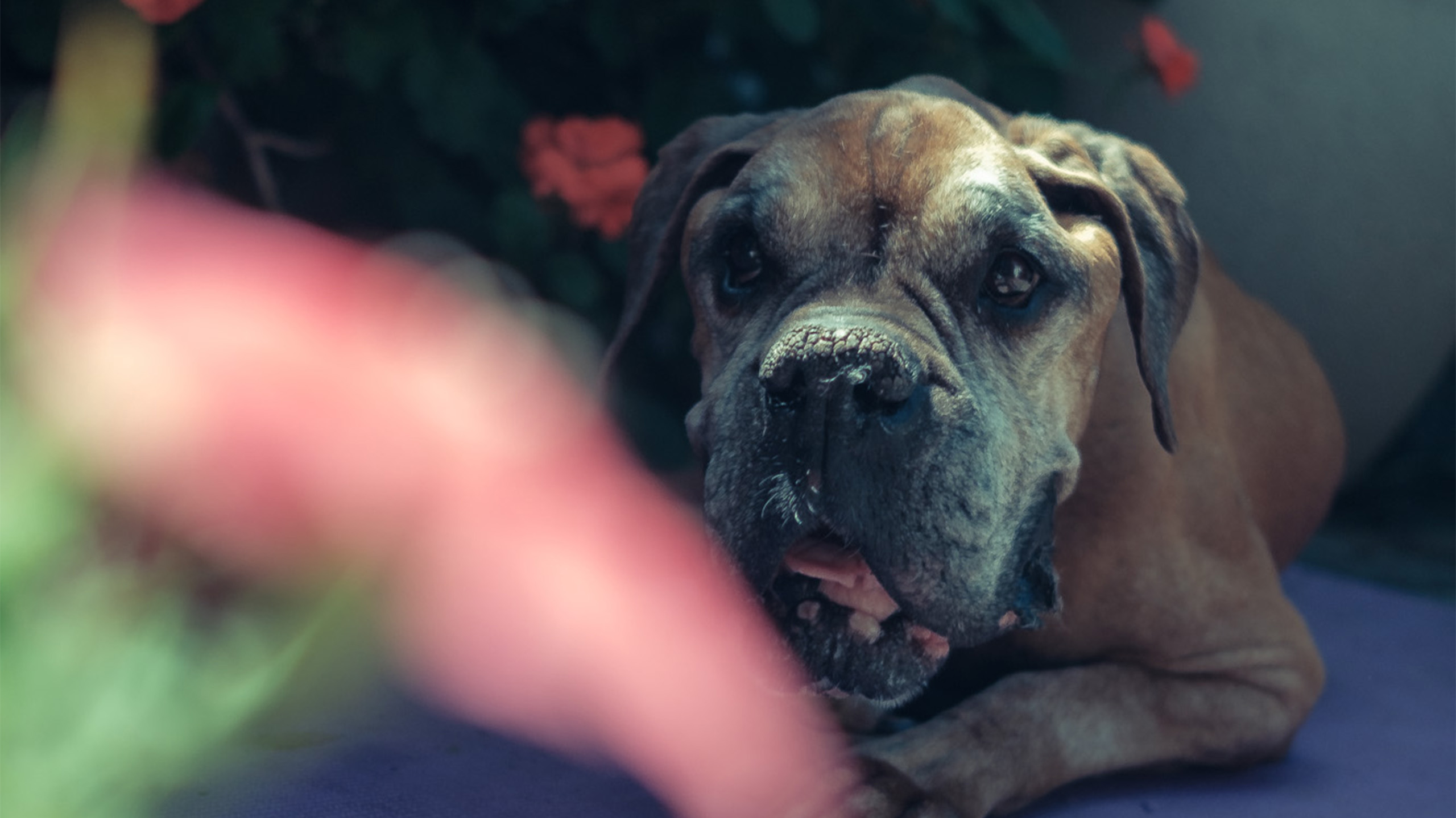 Bóxer descansando en el jardín entre flores