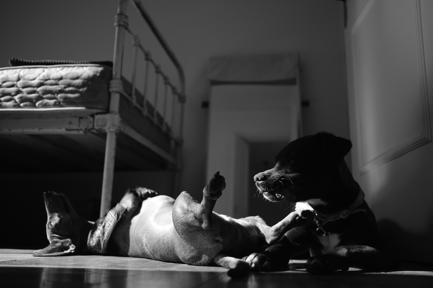 Dos perros jugando en el suelo de una habitación en blanco y negro