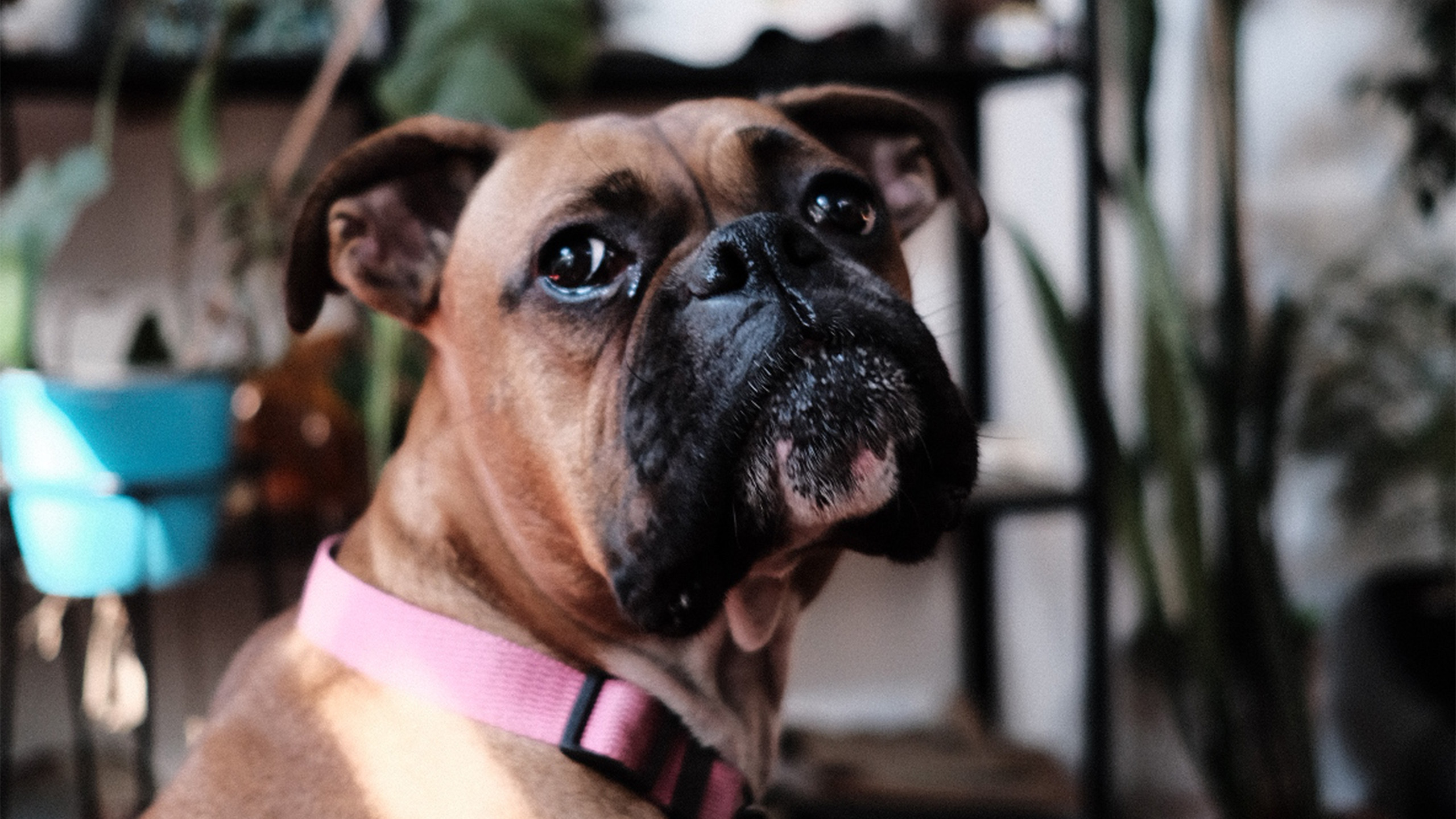 Bóxer con collar rosa iluminado por el sol entre plantas