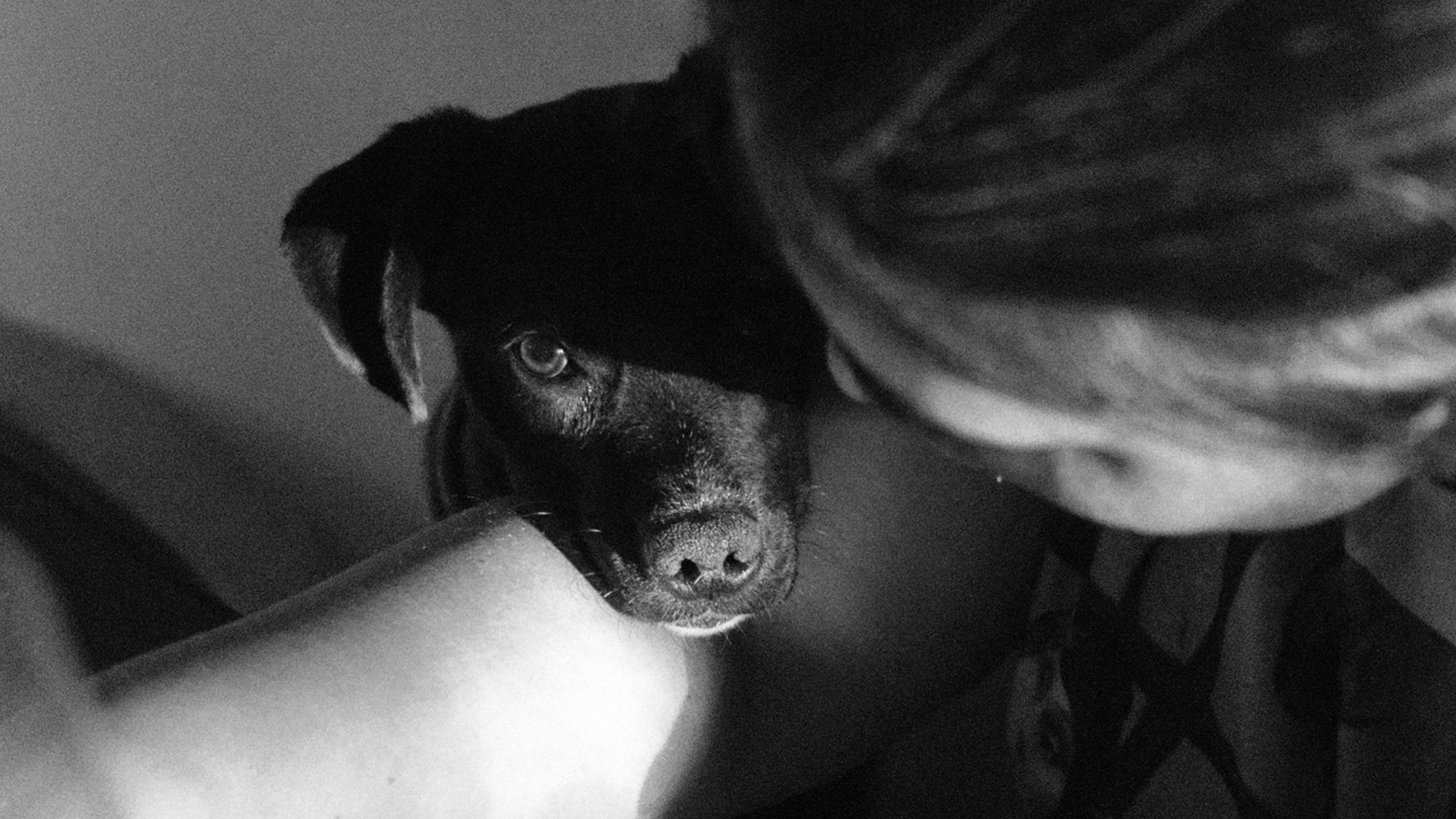 Persona acariciando a su perro con ternura
